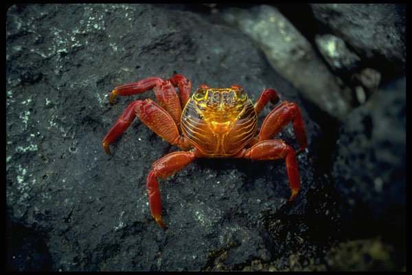 381007 Sally Light foot Crab, Galapagos Islands A4 Photo Print