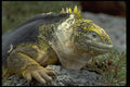 381008 South Plaza Land Iguana Close up, Galapagos Islands A4 Photo Print