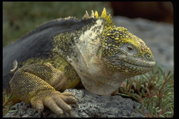 381008 South Plaza Land Iguana Close up, Galapagos Islands A4 Photo Print