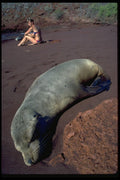 381017 Sunbathers, James Island, Galapagos Islands A4 Photo Print