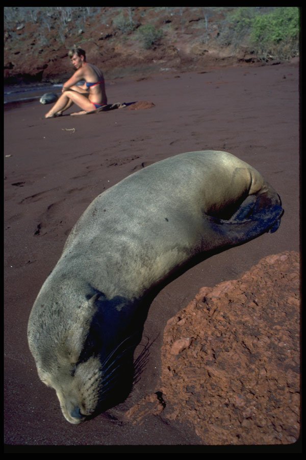 381017 Sunbathers, James Island, Galapagos Islands A4 Photo Print