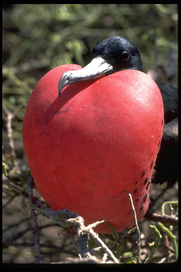 381018 Male Frigate Bird In Mating Display, Galapagos Islands A4 Photo Print