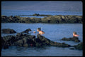 381023 Inter species Playmates, Fernandina Island, Galapagos Island A4 Photo Print