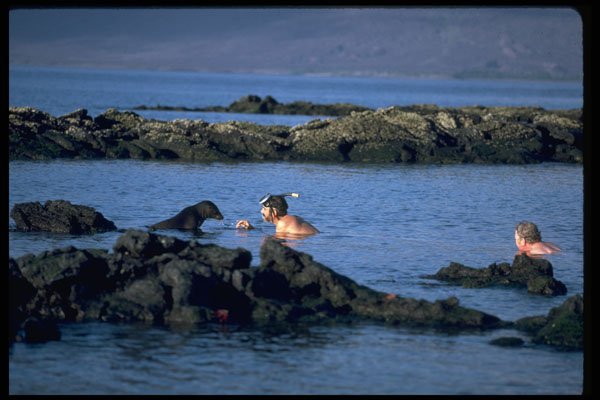 381023 Inter species Playmates, Fernandina Island, Galapagos Island A4 Photo Print