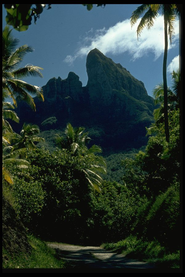 381036 Palm Trees And Mountain, Bora Bora, Tahiti A4 Photo Print