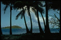 381038 View Through Palm Trees, Bora Bora, Tahiti A4 Photo Print