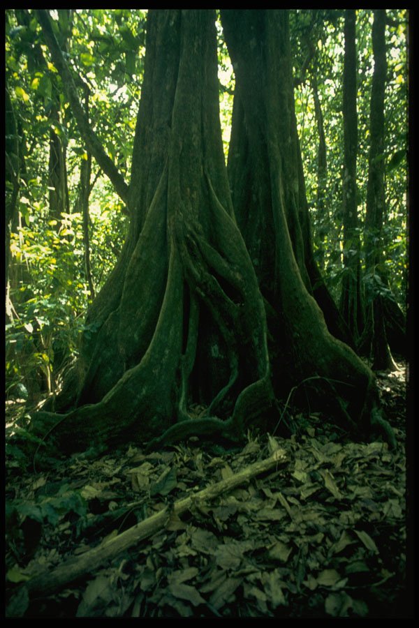 381040 Twisted Trunk Of Banyan Tree, Moorea, Tahiti A4 Photo Print
