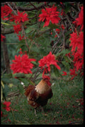 381050 Rooster And Red Flowers, Vanuatu A4 Photo Print