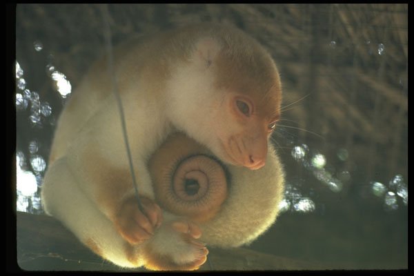 381080 Curled Up Cuscus In Port Moresby Zoo, New Guinea A4 Photo Print