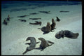 381087 Seals On The Beach, Seymour Island, Galapagos Islands A4 Photo Print