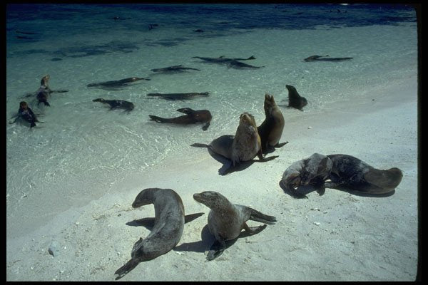 381087 Seals On The Beach, Seymour Island, Galapagos Islands A4 Photo Print