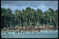 381090 Friendly Kalena Islanders, Trobriand Islands, New Guinea A4 Photo Print