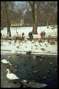 383083 St. Jame's Park, London, England A4 Photo Print