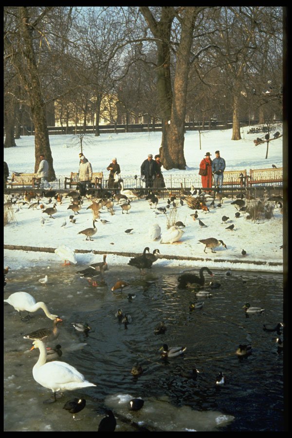 383083 St. Jame's Park, London, England A4 Photo Print