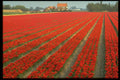 383090 Bulb Field Near Haarlem, Netherlands A4 Photo Print
