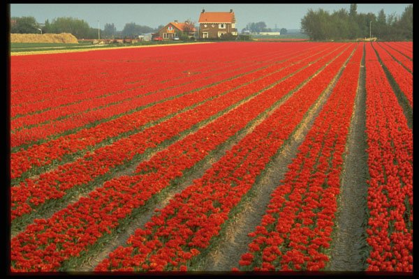 383090 Bulb Field Near Haarlem, Netherlands A4 Photo Print