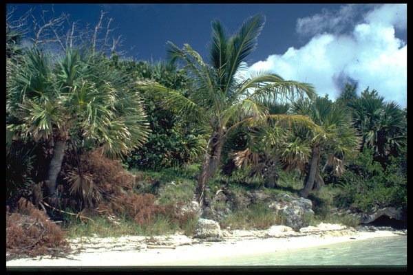 384014 Uninhabited Island Beach, Bermuda A4 Photo Print