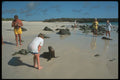 384037 Sea Lions And Tourists, Espanola Island, Galapagos A4 Photo Print