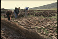 385009 Preparing Peat For Fuel A4 Photo Print