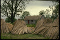385013 Shocks In A Field A4 Photo Print