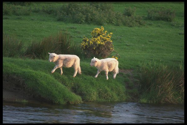 385032 Follow The Leader A4 Photo Print