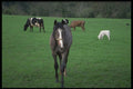 385033 A Four legged Welcome A4 Photo Print