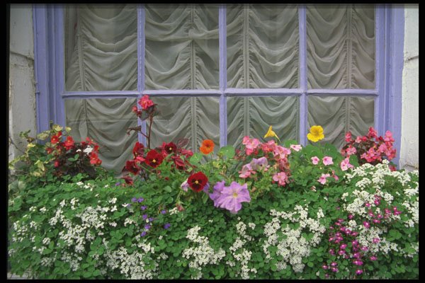 385036 Colorful Flowerbox A4 Photo Print