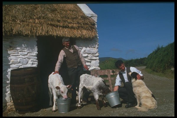 385040 Caring For The Animals A4 Photo Print
