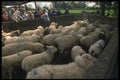 385064 A Farmer's Pride A4 Photo Print