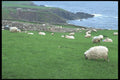 385081 Sheep, Dingle Peninsula A4 Photo Print