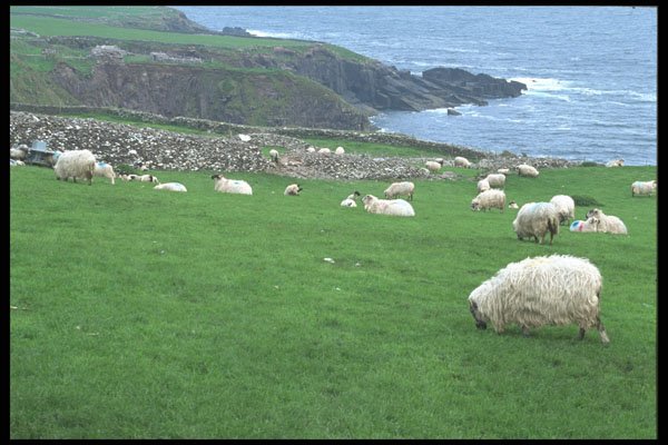 385081 Sheep, Dingle Peninsula A4 Photo Print