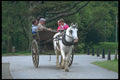 385095 Jaunting Cart, Muckross Estate A4 Photo Print