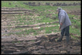 385096 Raking Row Of Peat Into Sections A4 Photo Print