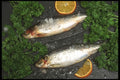 386014 Mackerel A4 Photo Print