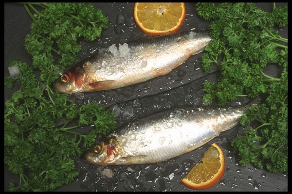 386014 Mackerel A4 Photo Print