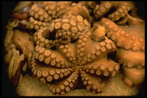 386028 Octopus In Kensington Market A4 Photo Print