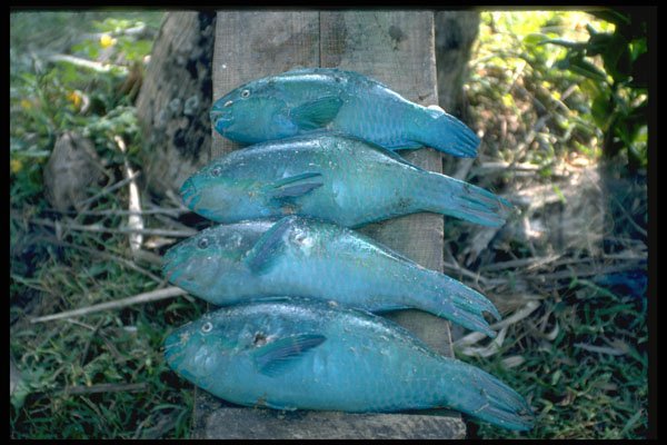 386034 Fish Too Beautiful To Eat A4 Photo Print