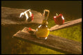 386040 Red Pepper, Garlic And Oil On Barn Board A4 Photo Print