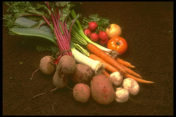 386047 Vegetables On Dirt A4 Photo Print