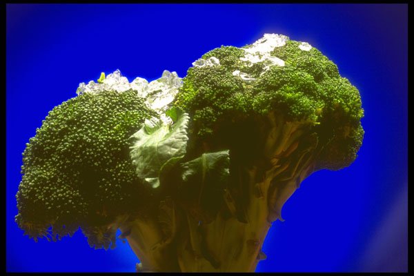 386055 Broccoli With Ice On Top A4 Photo Print