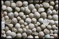 390002 Fossil Forams, Belgium A4 Photo Print