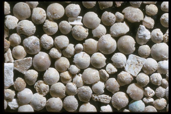 390002 Fossil Forams, Belgium A4 Photo Print