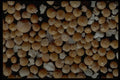 390015 Foraminifera Ragiroa, French Polynesia A4 Photo Print