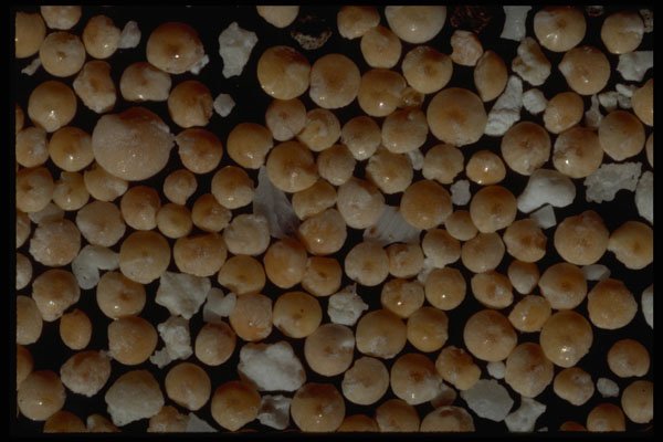 390015 Foraminifera Ragiroa, French Polynesia A4 Photo Print