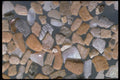 390035 Benthic Foraminifera, Cannonville, Queensland A4 Photo Print
