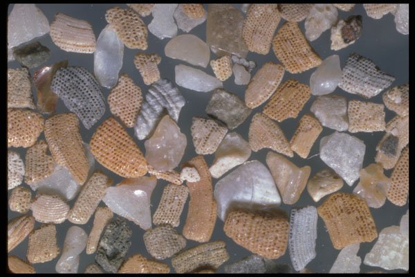 390035 Benthic Foraminifera, Cannonville, Queensland A4 Photo Print