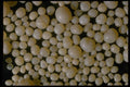 390044 Fossil Ooids Limburg, Netherlands A4 Photo Print