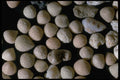 390046 Forams, Podang Bai, Bali, Indonesia A4 Photo Print