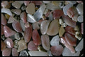 390049 Coromandel, N.I., New Zealand A4 Photo Print