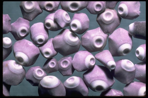 390052 Pieces Of Sea Urchins A4 Photo Print